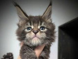 10 chatons Maine Coon LOOF nés en mai 2026 à réserver
