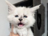 10 chatons Maine Coon LOOF nés en mai 2026 à réserver