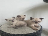 Chatons Siamois à vendre