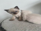 Chatons Siamois à vendre