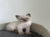 Chatons Siamois à vendre