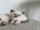 Chatons Siamois à vendre