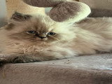 Chatons Persan à vendre