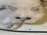 Chatons Persan à vendre