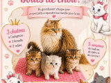 3 chatons British Longhair à vendre