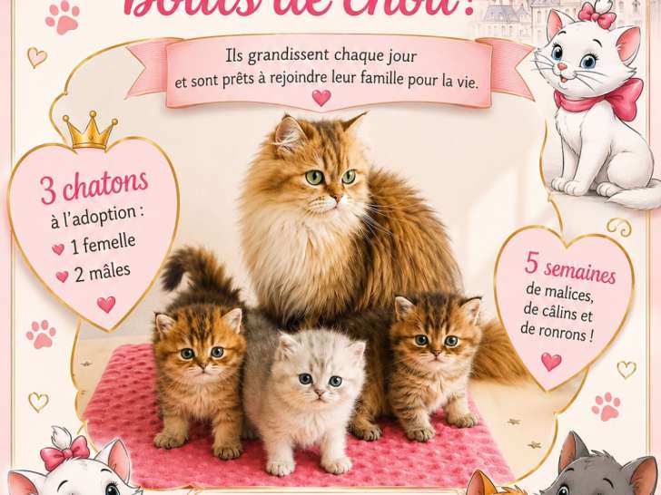 3 chatons British Longhair à vendre