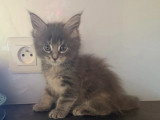 Portée Maine Coon 4 chatons LOOF nés mai 2026 à réserver