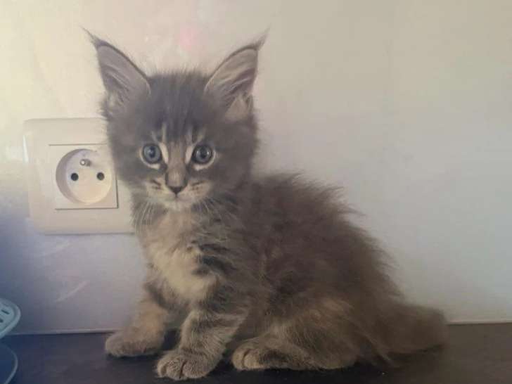 Portée Maine Coon 4 chatons LOOF nés mai 2026 à réserver