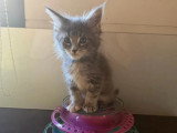 Portée Maine Coon 4 chatons LOOF nés mai 2026 à réserver