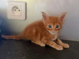 Portée Maine Coon 4 chatons LOOF nés mai 2026 à réserver