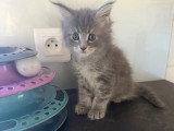 Portée Maine Coon 4 chatons LOOF nés mai 2026 à réserver