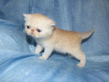 Chatons Exotic Shothair LOOF à vendre