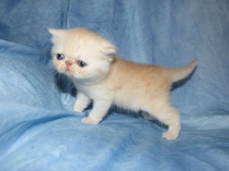 Chatons Exotic Shothair LOOF à vendre