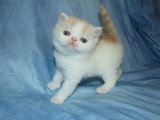Chatons Exotic Shothair LOOF à vendre