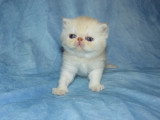 Chatons Exotic Shothair LOOF à vendre
