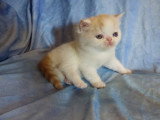 Chatons Exotic Shothair LOOF à vendre