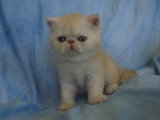 Chatons Exotic Shothair LOOF à vendre