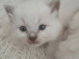 Chatons Sacré de Birmanie LOOF à réserver