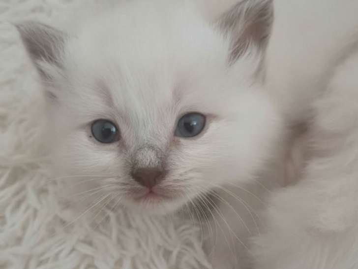 Chatons Sacré de Birmanie LOOF à réserver