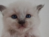 Chatons Sacré de Birmanie LOOF à réserver