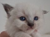 Chatons Sacré de Birmanie LOOF à réserver