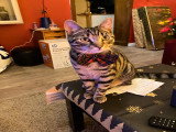Jeune chat Européen croisé Bengal à vendre