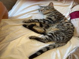 Jeune chat Européen croisé Bengal à vendre