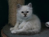 Femelles Sacré de Birmanie blue tabby point à vendre