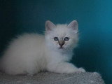 Femelles Sacré de Birmanie blue tabby point à vendre