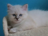 Femelles Sacré de Birmanie blue tabby point à vendre