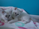 Femelles Sacré de Birmanie blue tabby point à vendre