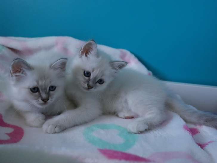 Femelles Sacré de Birmanie blue tabby point à vendre
