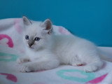 Femelles Sacré de Birmanie blue tabby point à vendre