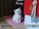 4 chatons mâles Scottish Straight à vendre