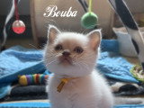4 chatons mâles Scottish Straight à vendre