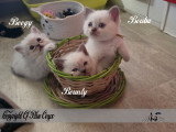 4 chatons mâles Scottish Straight à vendre