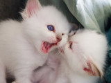 Chatons Sacré de Birmanie à vendre