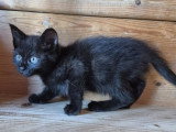 Osiris, chatonne à adopter en association