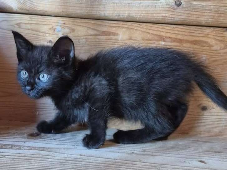 Osiris, chatonne à adopter en association