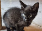 Osiris, chatonne à adopter en association