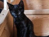 Bagheera, chatonne à adopter en assocation