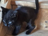 Bagheera, chatonne à adopter en assocation