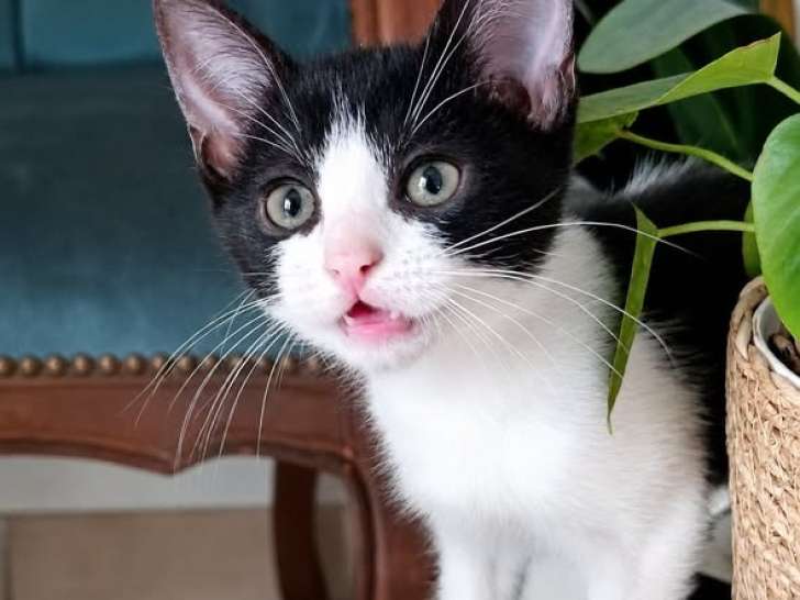 Myrtille, chatonne noir et blanc à adopter en association