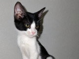 Myrtille, chatonne noir et blanc à adopter en association