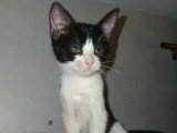 Myrtille, chatonne noir et blanc à adopter en association