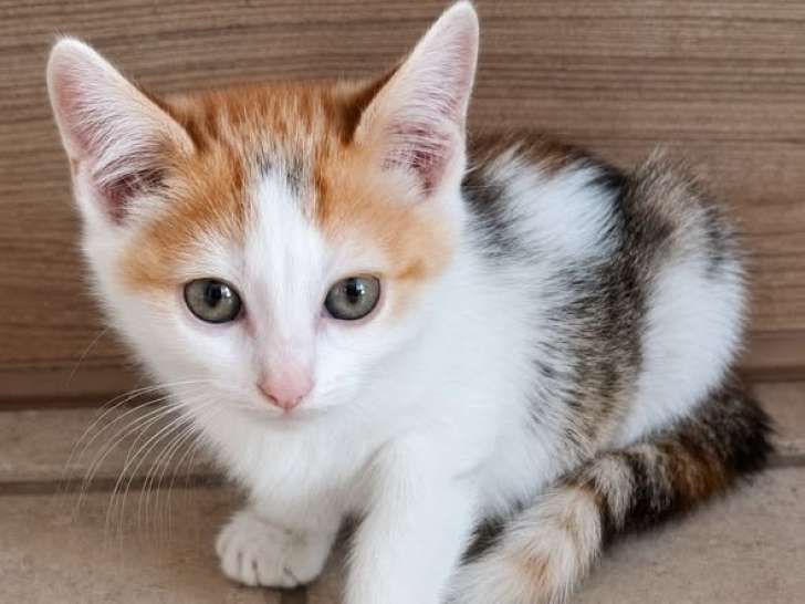 Zely, chatonne à adopter en association