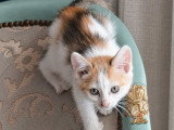 Zely, chatonne à adopter en association