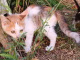 Zely, chatonne à adopter en association