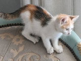 Zely, chatonne à adopter en association