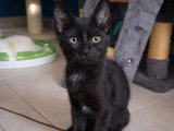 Mercredi, chatonne à adopter en association